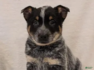 Australian Cattle Dog dogs Jack - Ad 34