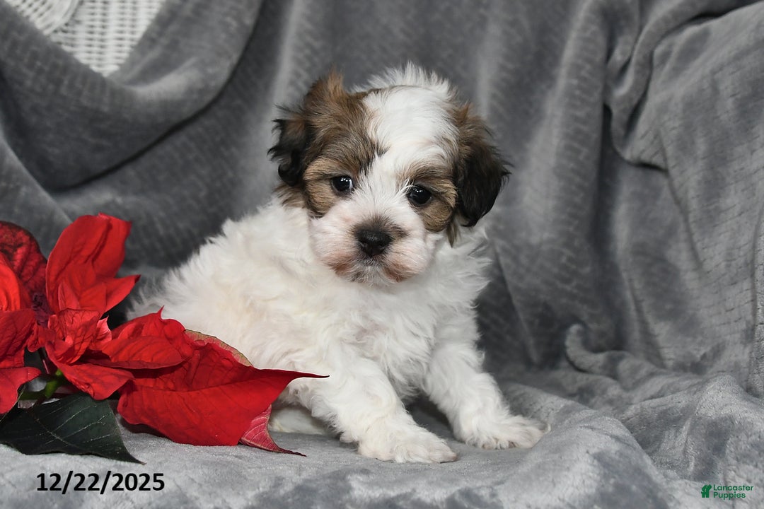 Havapoo dogs for sale: Bridget - Ad 5