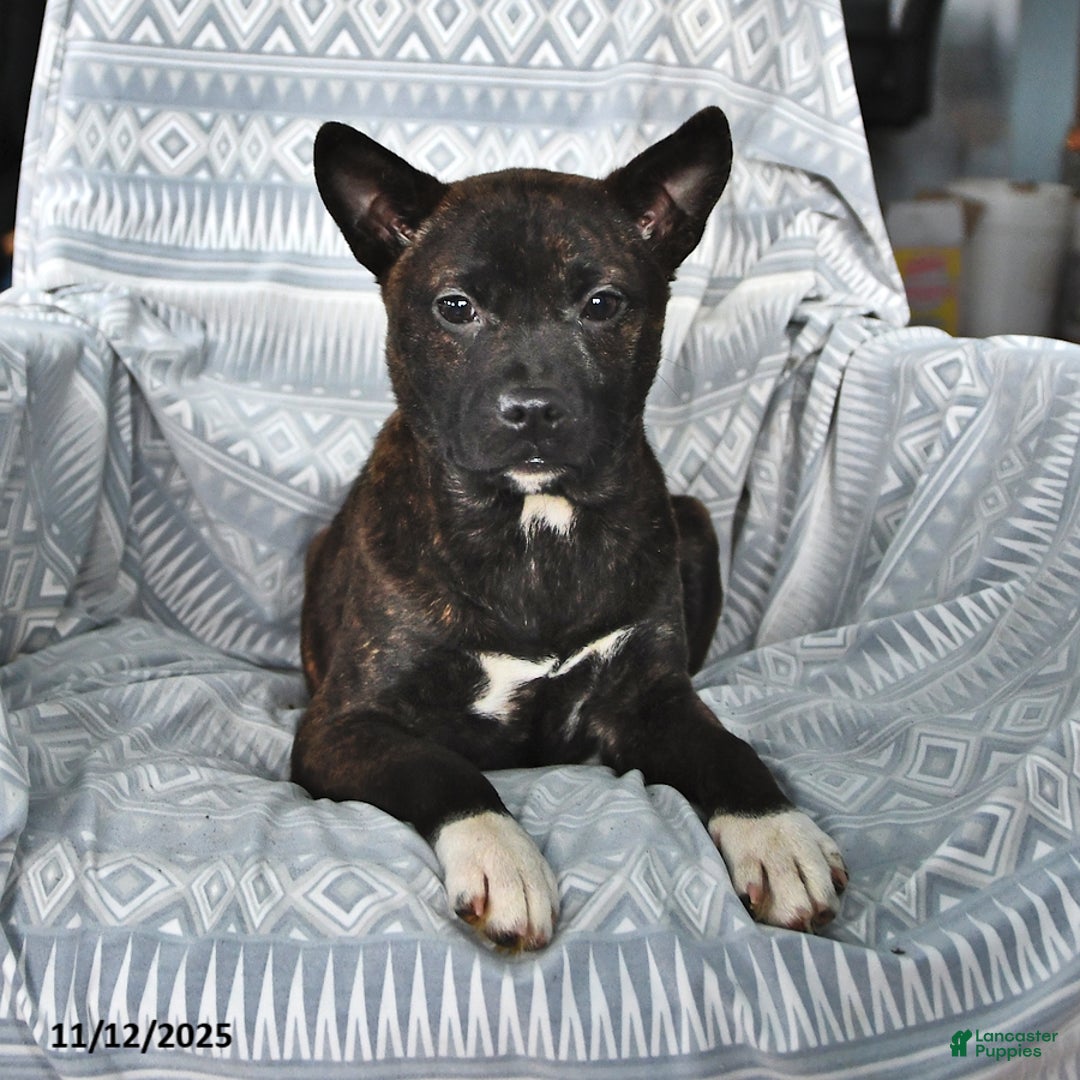 Other breed dogs for sale: Babe - Ad 2