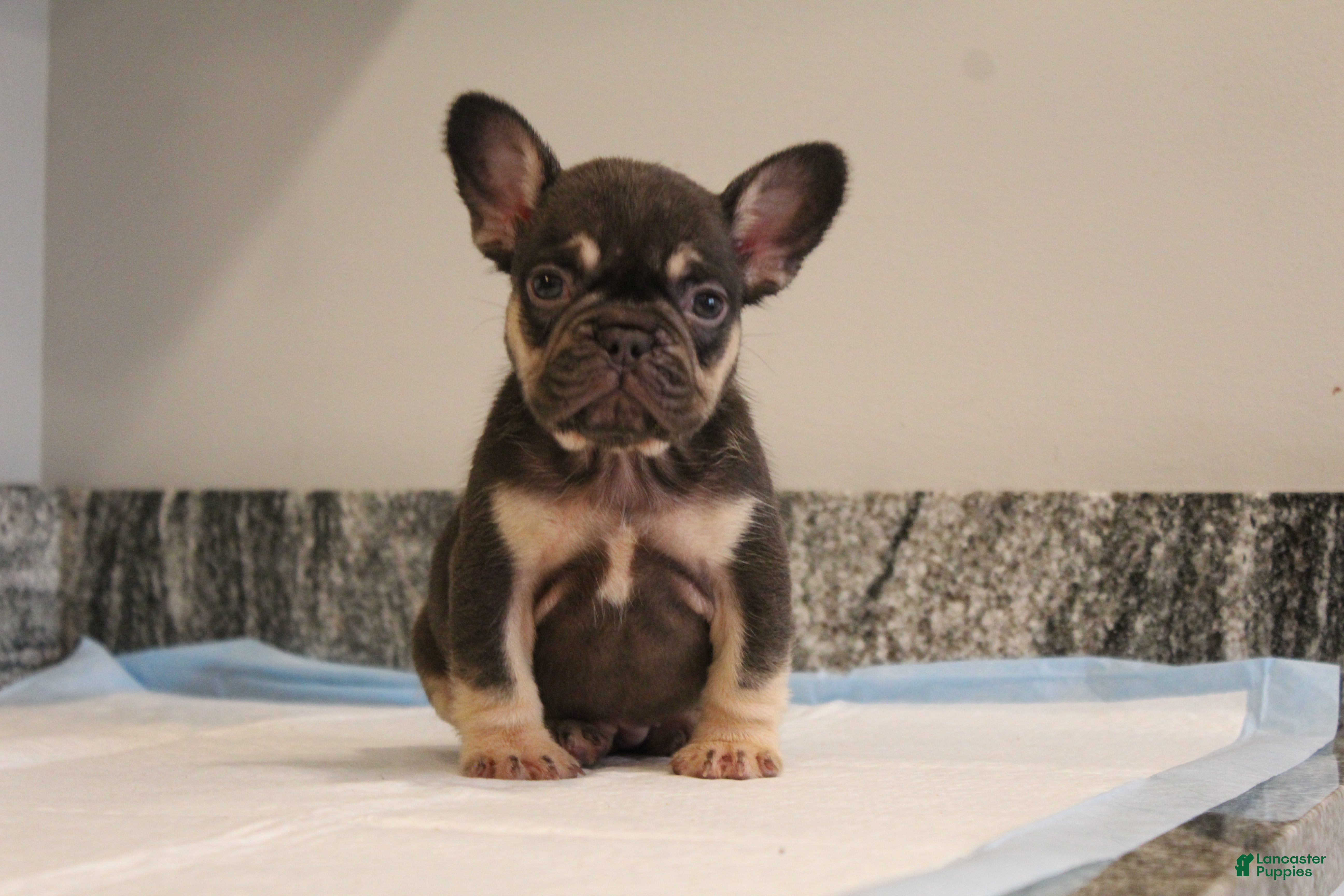 French Bulldog dogs Suzzie  - Ad 24