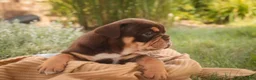 English Bulldog dogs for sale: Stella English Bulldog  - Ad 3