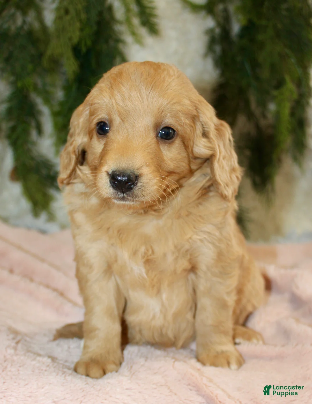 Mini Goldendoodle dogs for sale: Mini Goldendoodle Puppy 4 - Ad 2