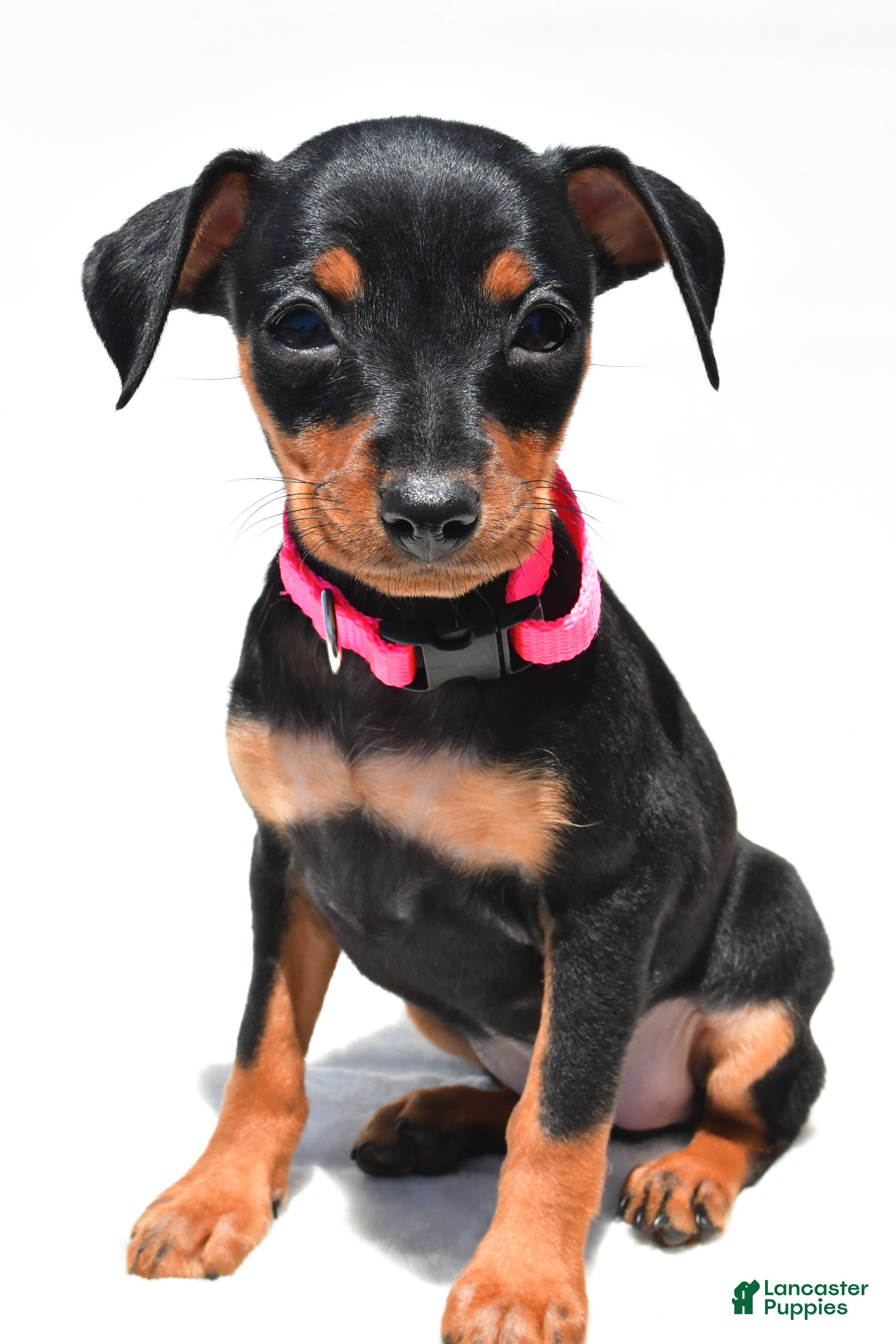 Miniature Pinscher dogs Bailey - Ad 2