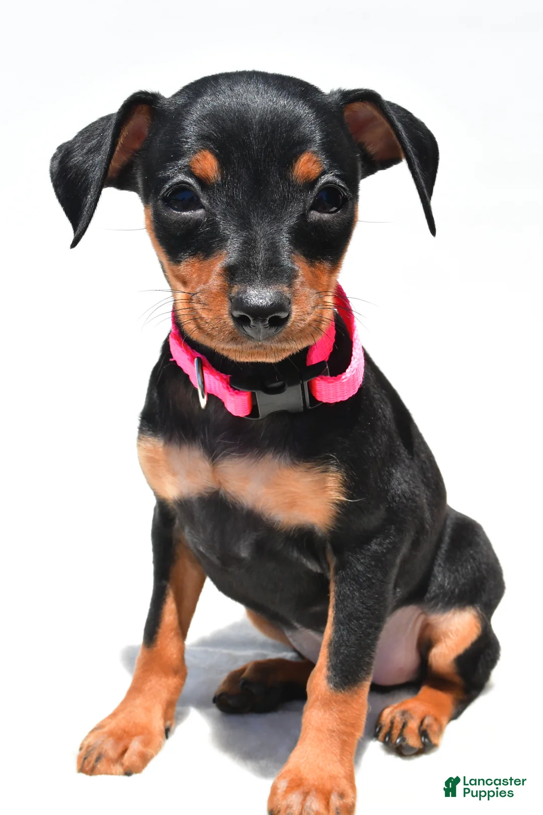 Miniature Pinscher dogs for sale: Bailey - Ad 2