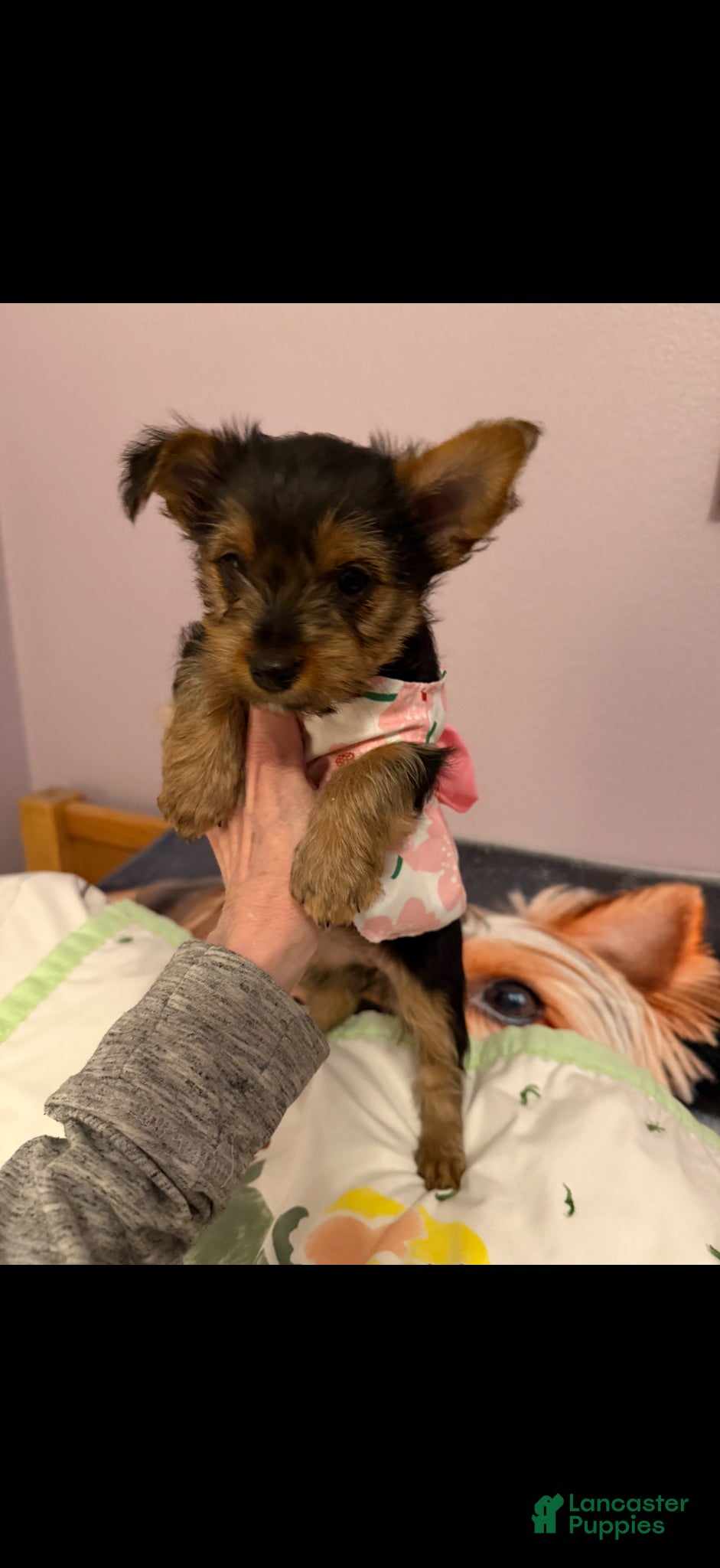 Yorkshire Terrier dogs Yorkshire Terrier Puppy 2 - Ad 11