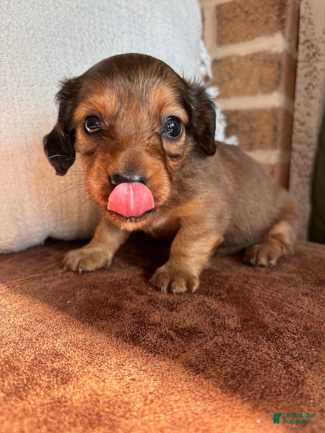 Dachshund dogs for sale: Robyn - Ad 6
