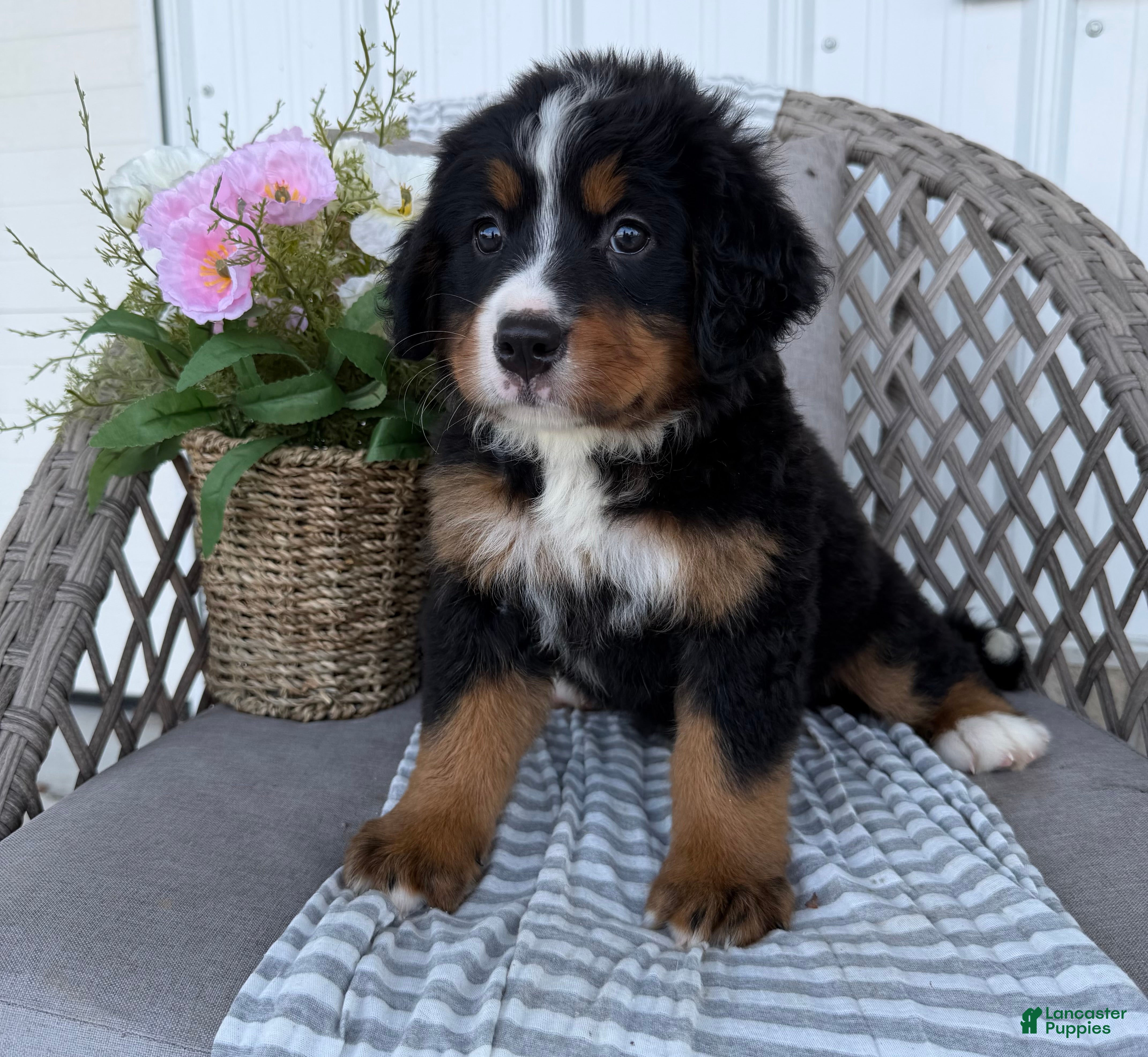 Bernese Mountain Dog dogs Molly - Ad 2