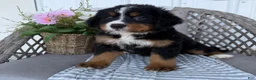 Bernese Mountain Dog dogs for sale: Molly - Ad 2