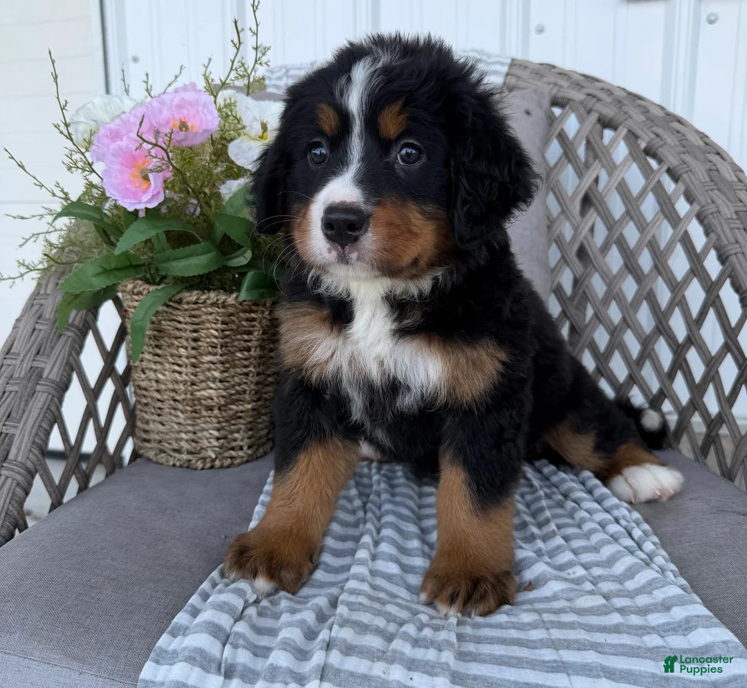 Bernese Mountain Dog dogs for sale: Molly - Ad 2