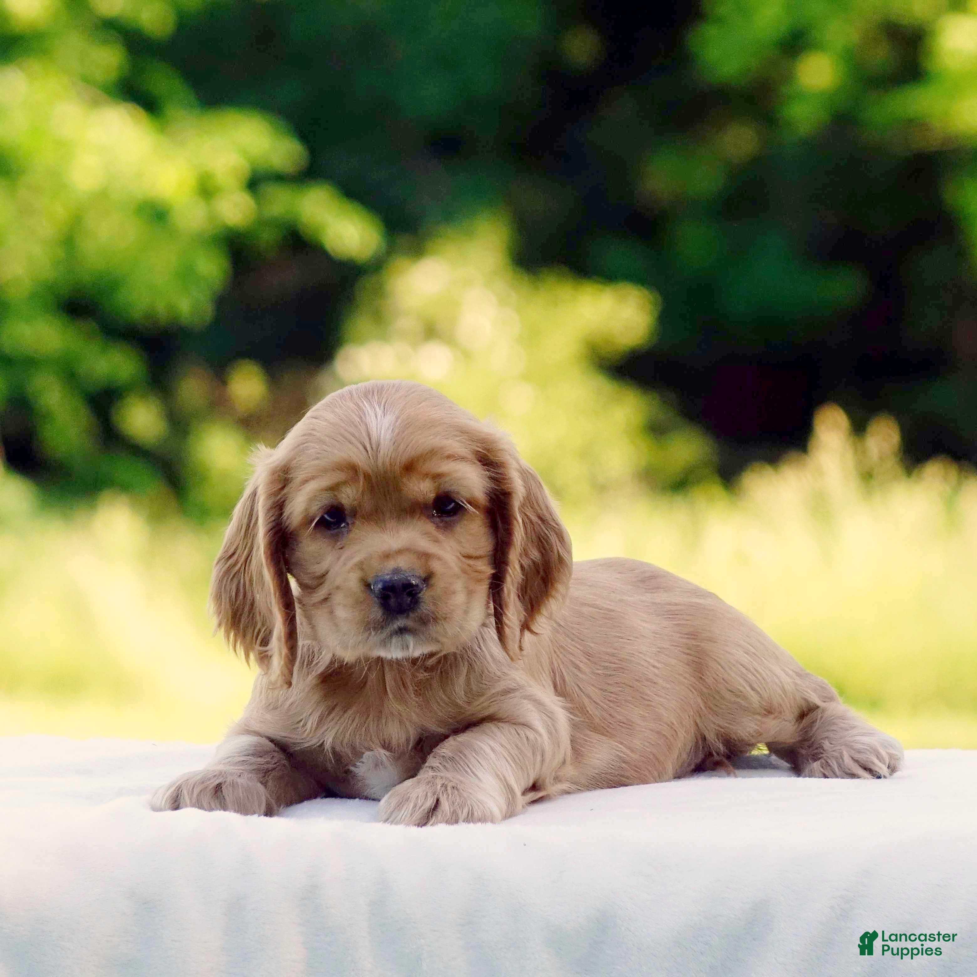 Cocker Spaniel dogs Tanner - Ad 2