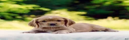 Cocker Spaniel dogs for sale: Tanner - Ad 2
