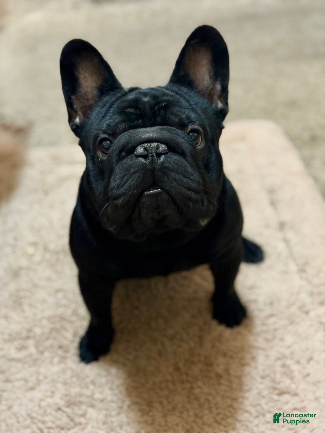 French Bulldog dogs for sale: French Bulldog Puppy 1 - Ad 3