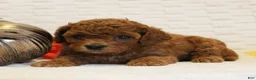 Cavapoo dogs for sale: Ginger - Ad 3