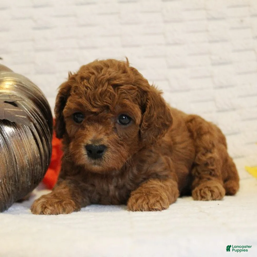 Cavapoo dogs for sale: Ginger - Ad 3