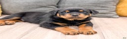 Rottweiler dogs for sale: Ranger - Ad 5