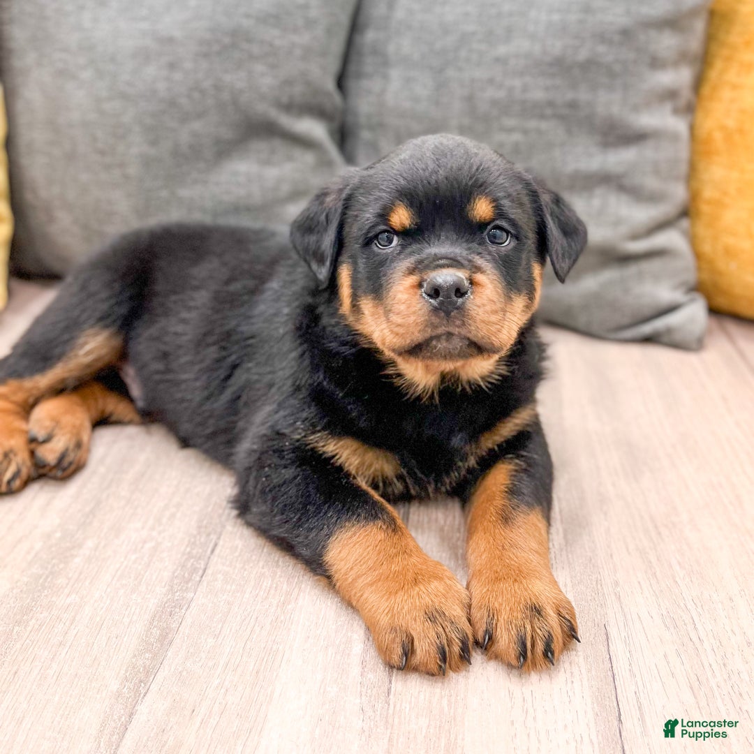 Rottweiler dogs for sale: Ranger - Ad 5
