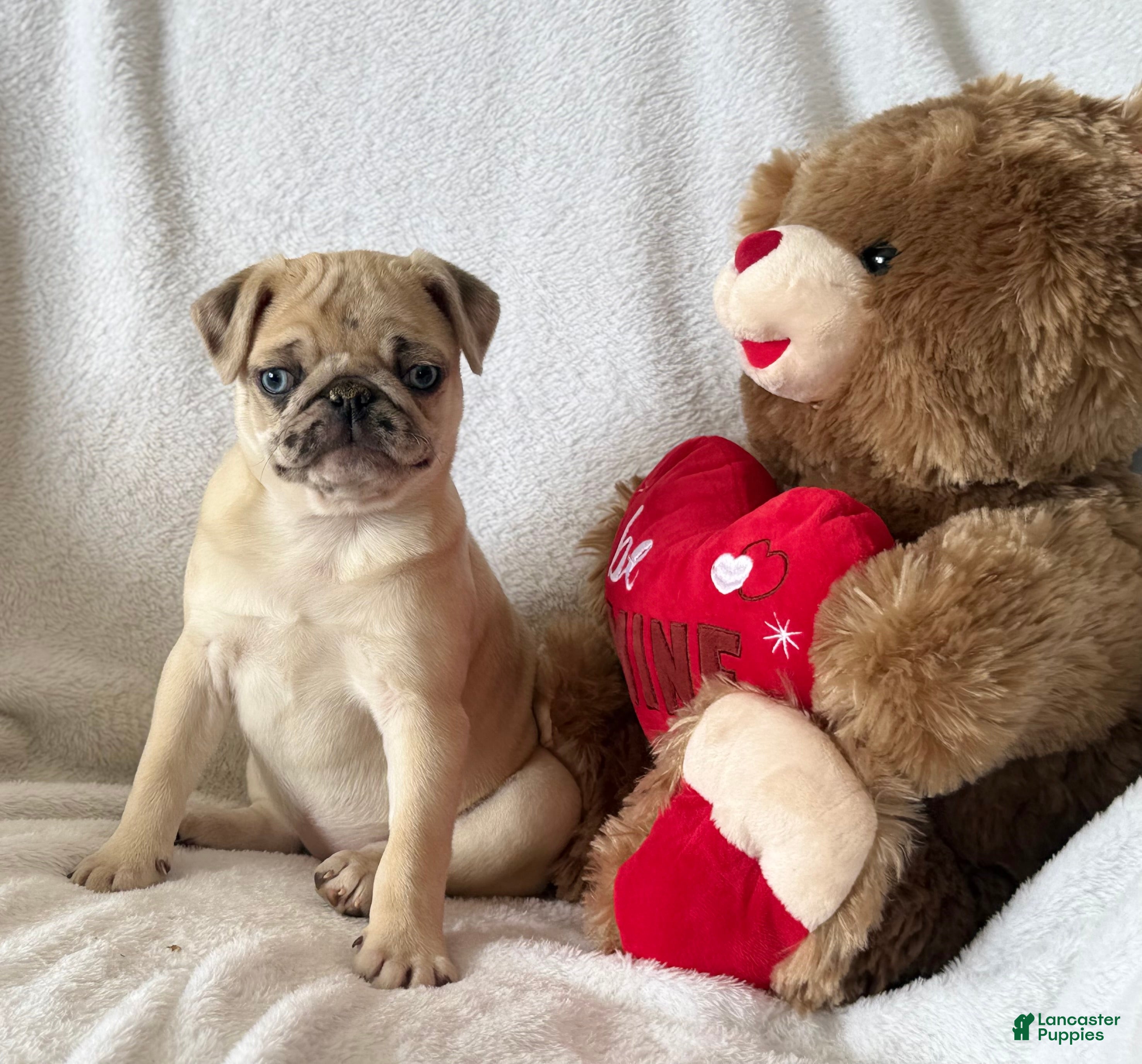 Pug dogs Poppy - Ad 2