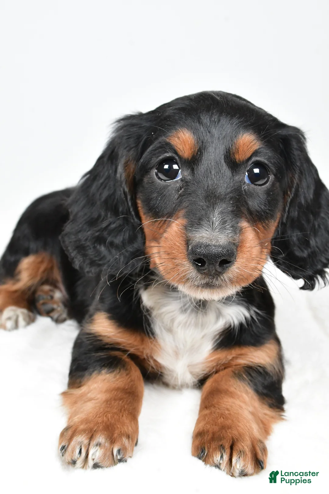 Dachshund dogs for sale: Beau - Ad 8