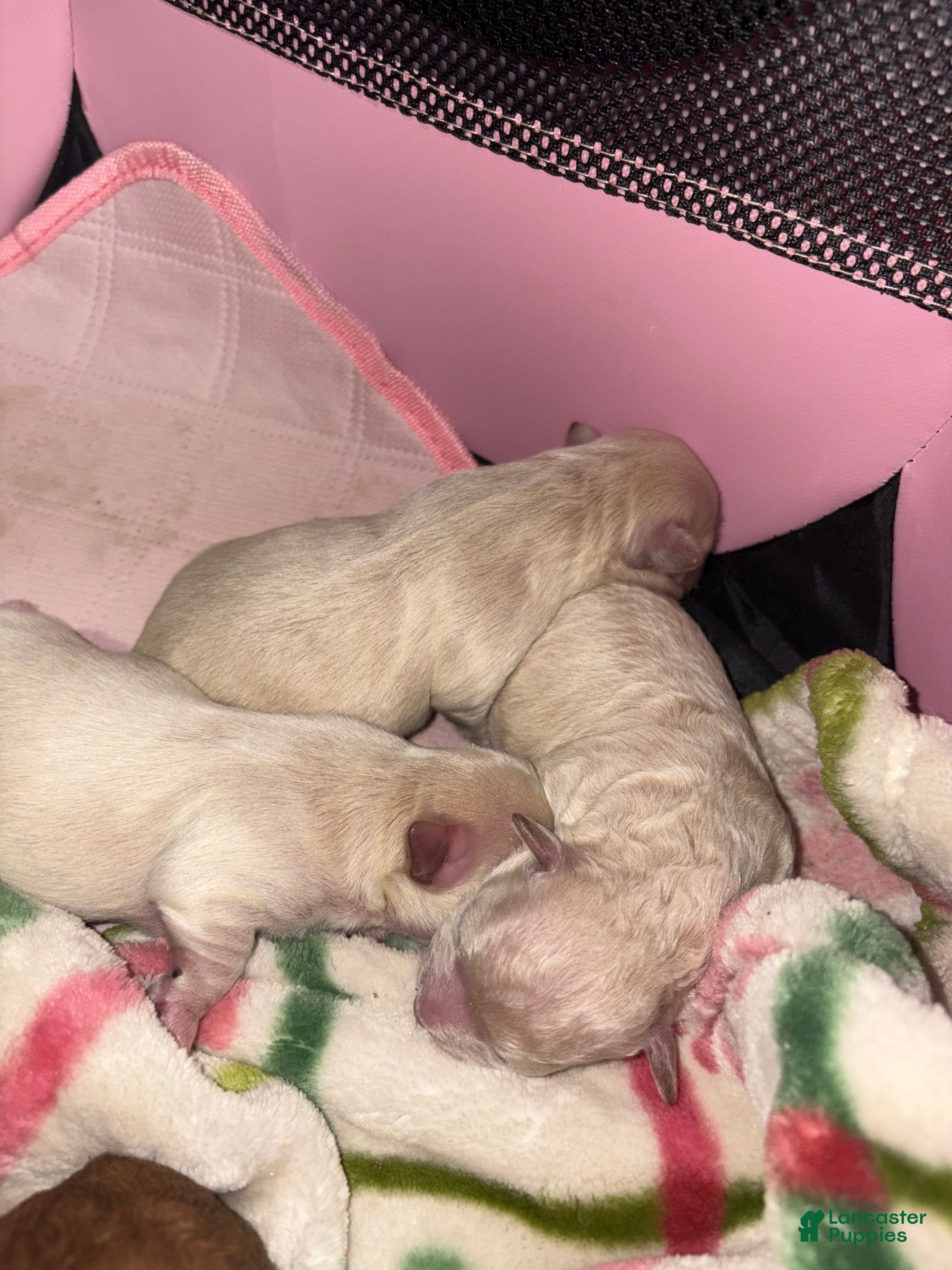 Mixed Breed dogs Mixed Breed Puppy 2 - Ad 36