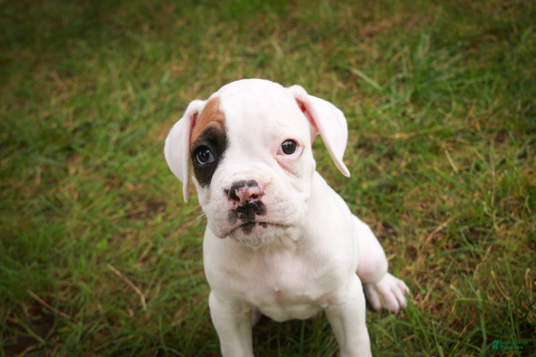Boxer dogs Spot - Ad 2