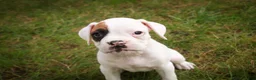 Boxer dogs for sale: Spot - Ad 2