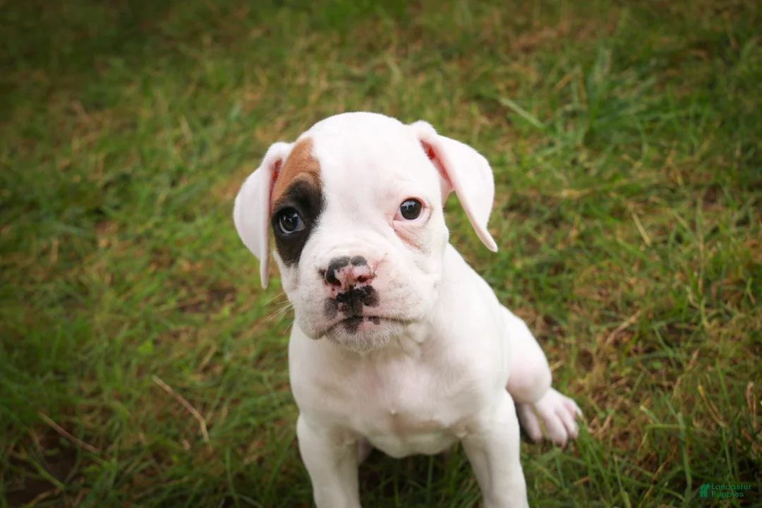 Boxer dogs for sale: Spot - Ad 2