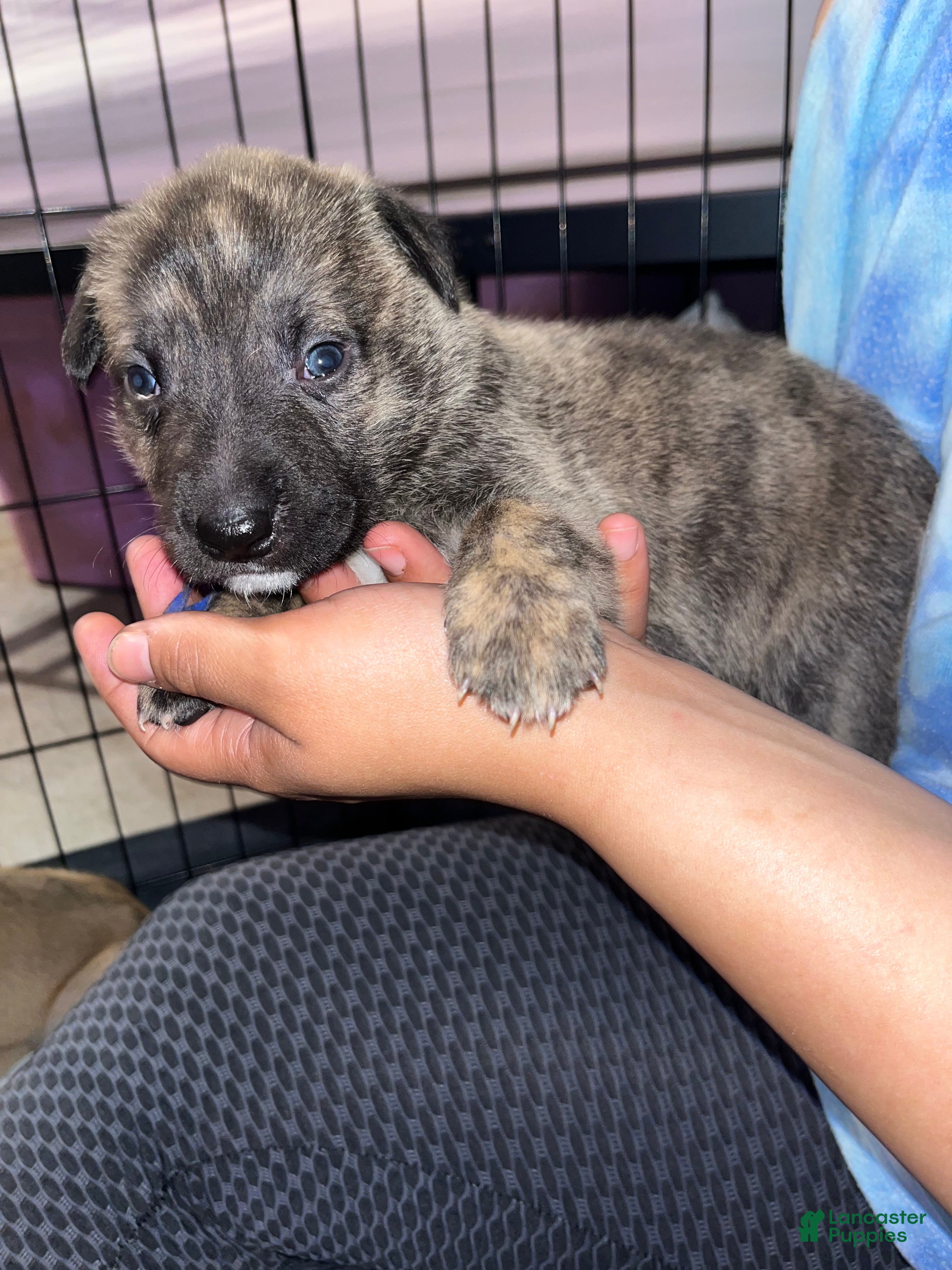 Mixed Breed dogs BLUE - Ad 1