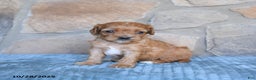 Cavapoo dogs for sale: Faye - Ad 6