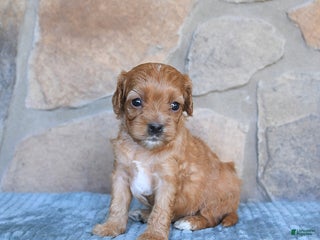 Cavapoo dogs - Ad 37