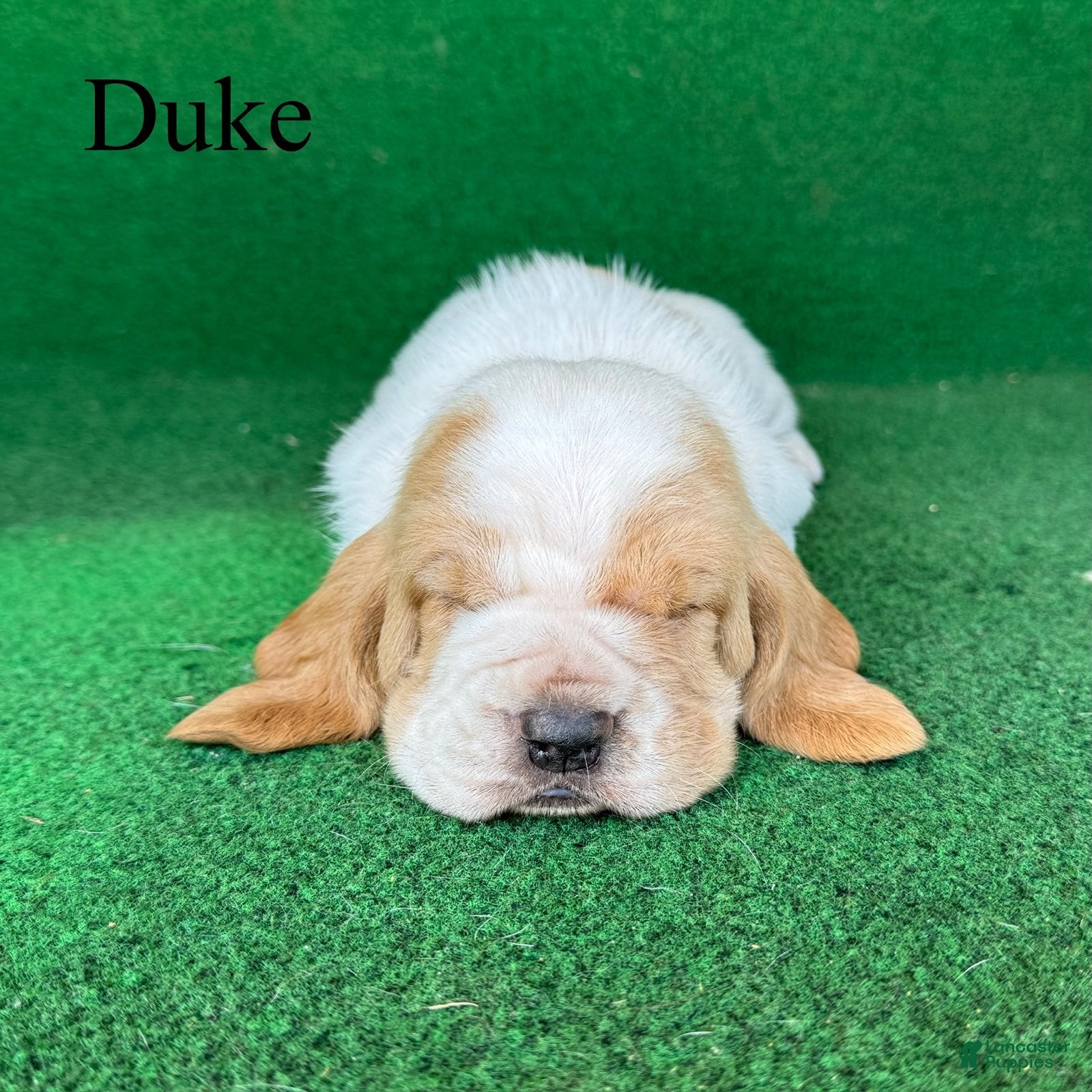 Basset Hound dogs Duke - Ad 1