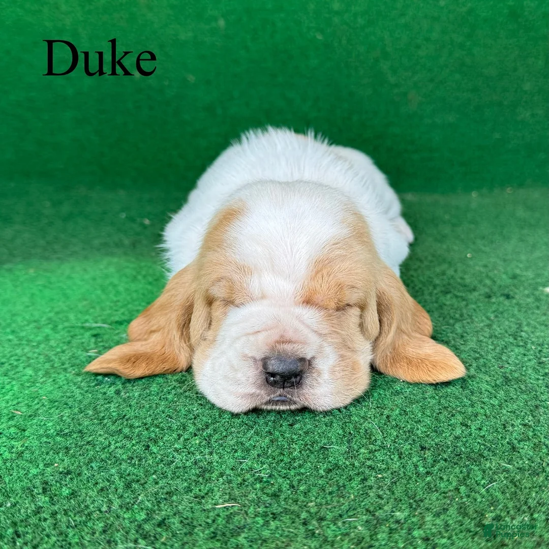 Basset Hound dogs for sale: Duke - Ad 1