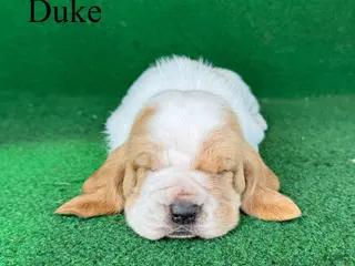 Basset Hound dogs for sale: Duke - Ad 1