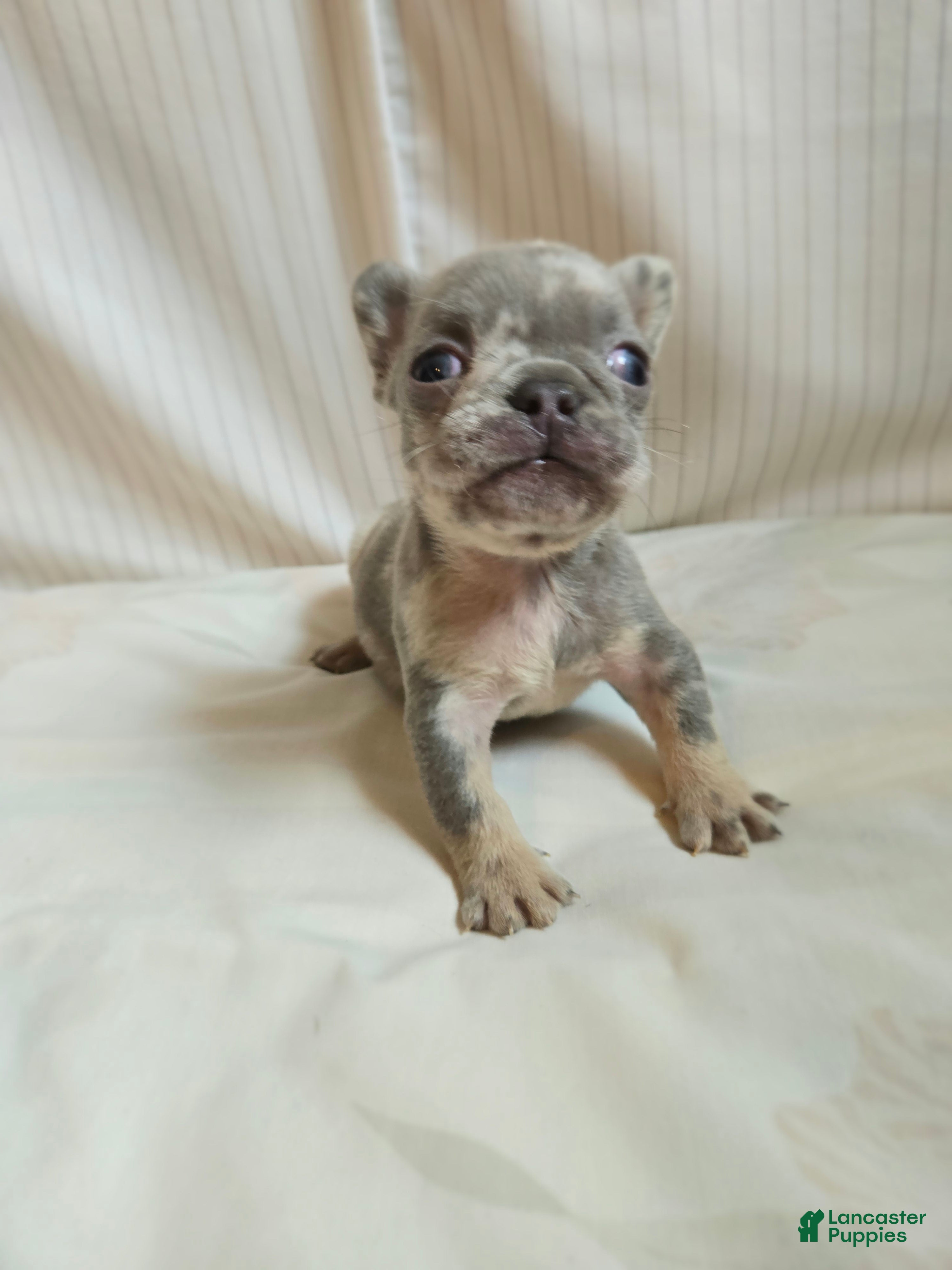 French Bulldog dogs for sale: Berlin - Ad 5