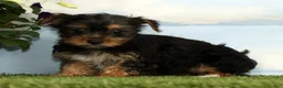 Yorkshire Terrier dogs for sale: Kayla - Ad 3
