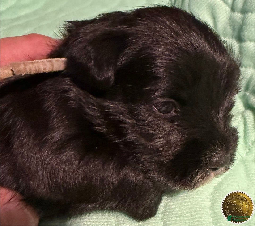 Miniature Schnauzer dogs for sale: Chloe - Ad 5