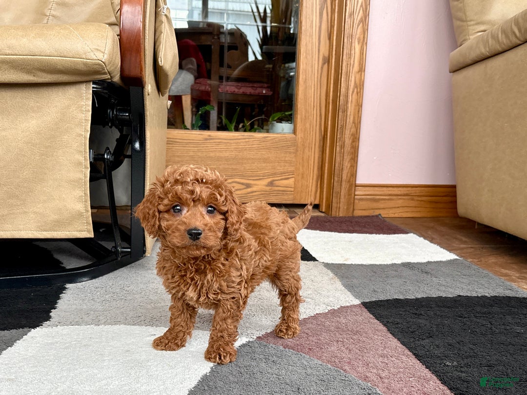Cavapoo dogs for sale: Cavapoo male Puppy 2 - Ad 7