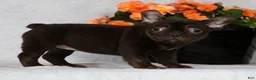 French Bulldog dogs for sale: Becca - Ad 2