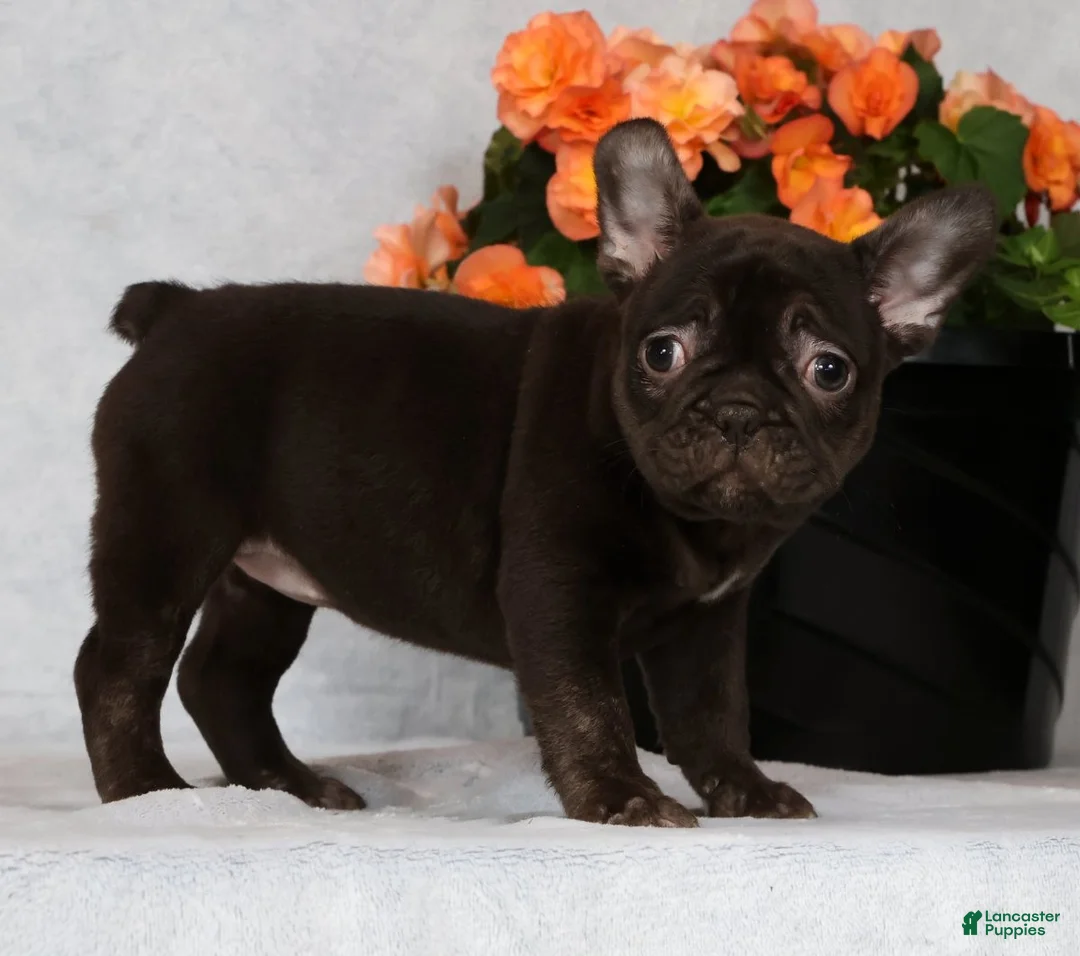 French Bulldog dogs for sale: Becca - Ad 2