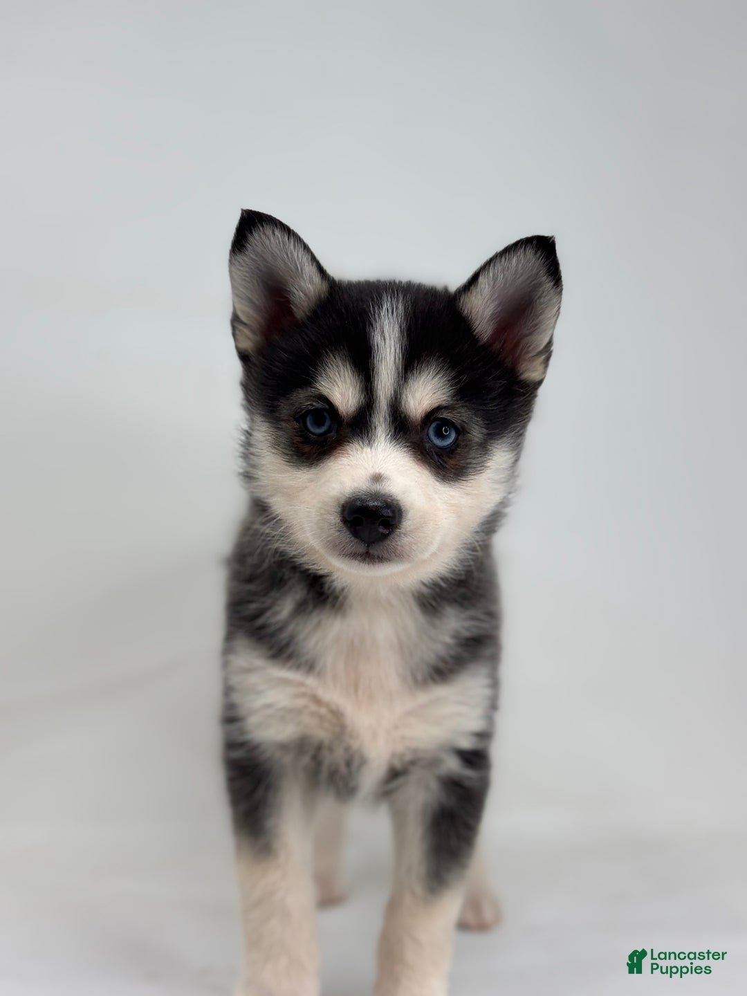 Pomsky dogs for sale: Daisey - Ad 2