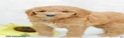 Goldendoodle dogs for sale: Jenny - Ad 10