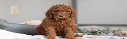 Standard Poodle dogs for sale: Blake AKC - Ad 3