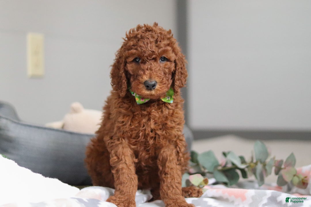 Standard Poodle dogs for sale: Blake AKC - Ad 3