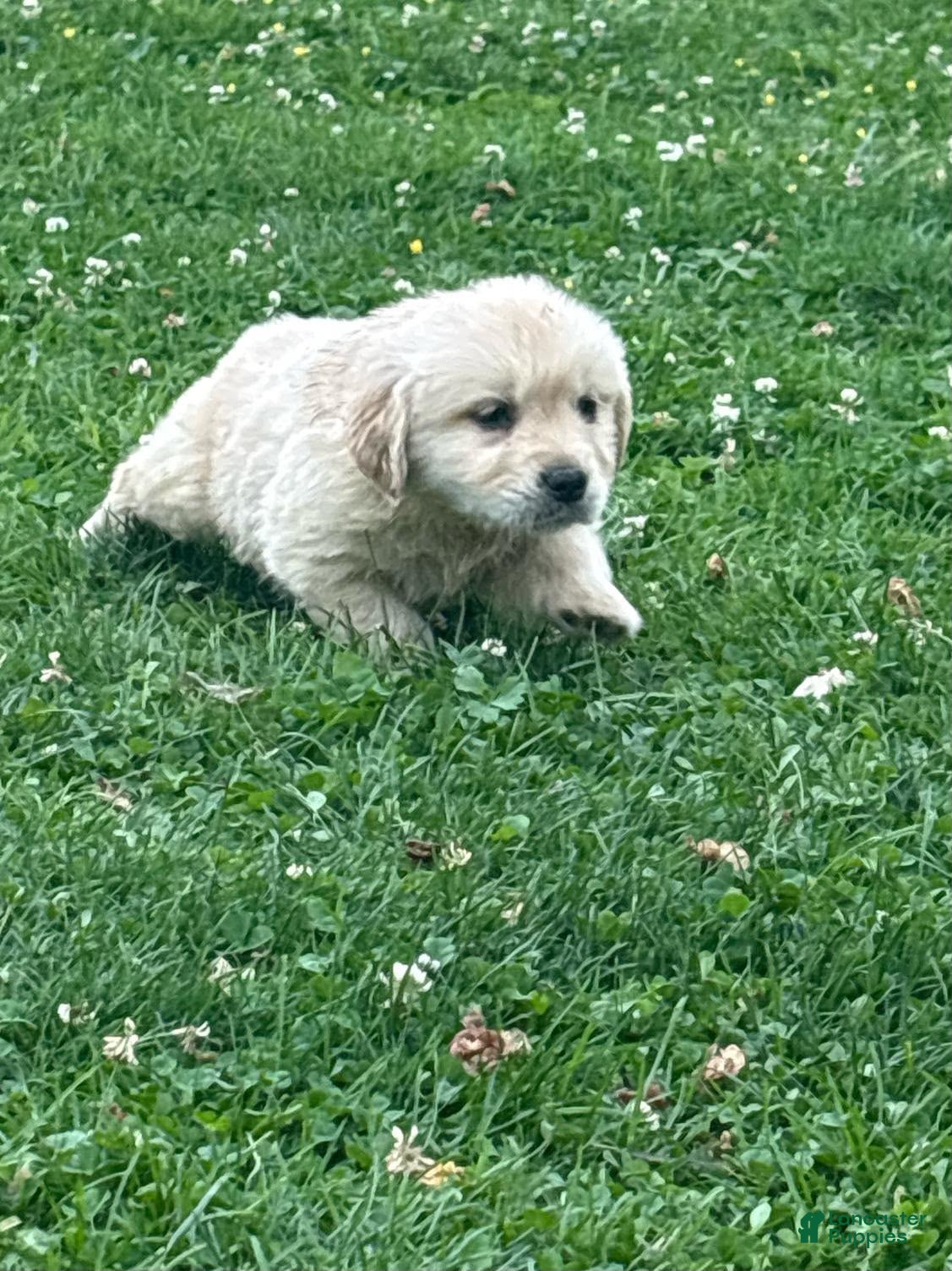 Golden Retriever dogs Golden Retriever 3 - Ad 1