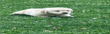 Golden Retriever 3