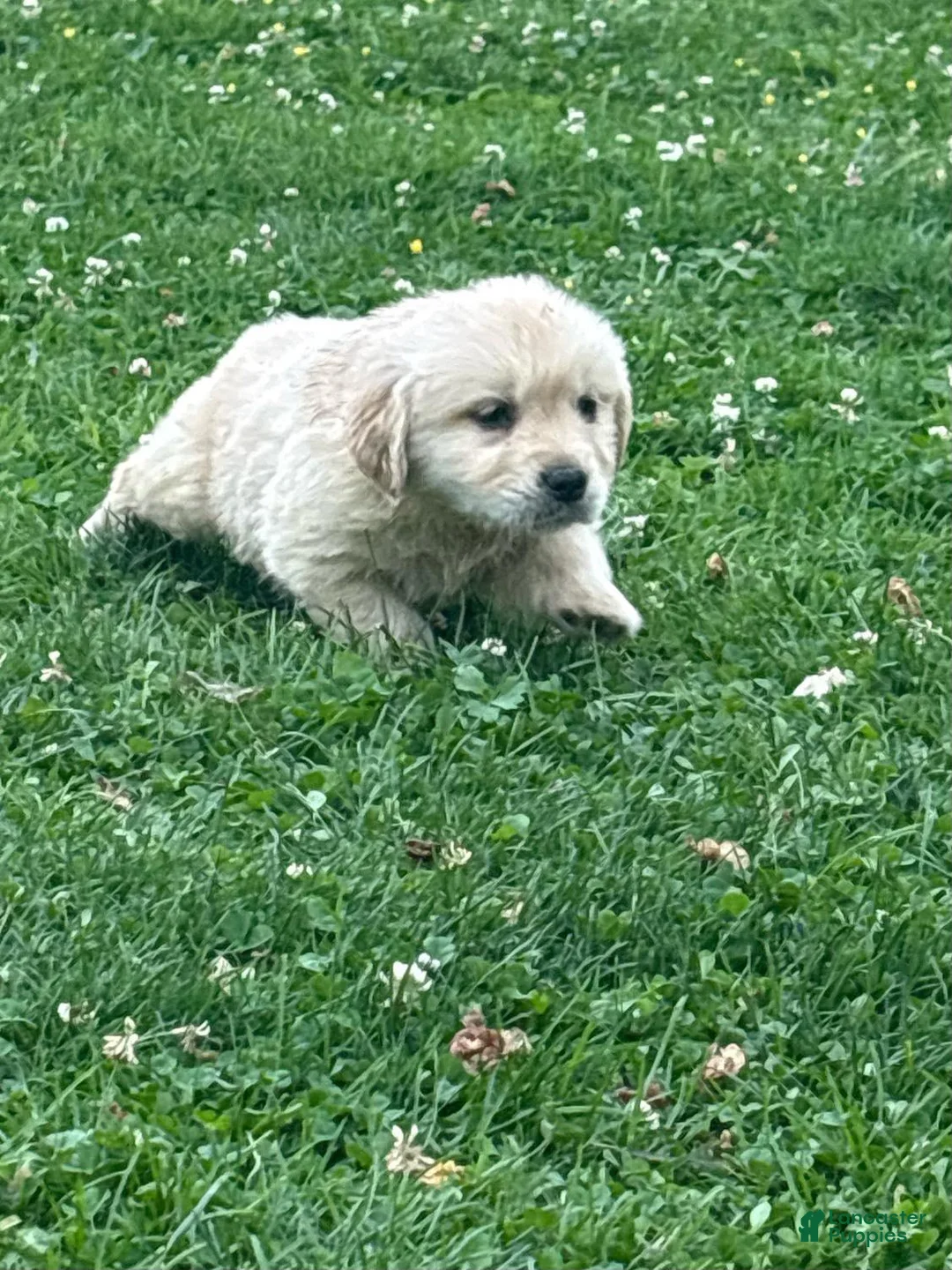 Golden Retriever dogs for sale: Golden Retriever 3 - Ad 1