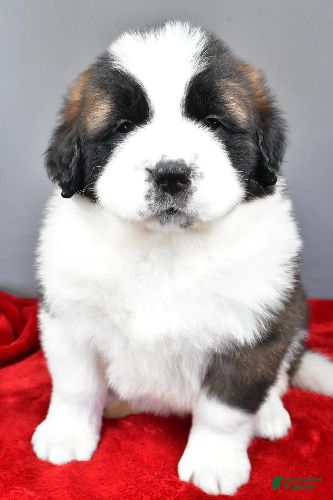 Saint Bernard dogs for sale: faith - Ad 5