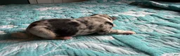 Australian Shepherd dogs for sale: Maverick - Ad 6
