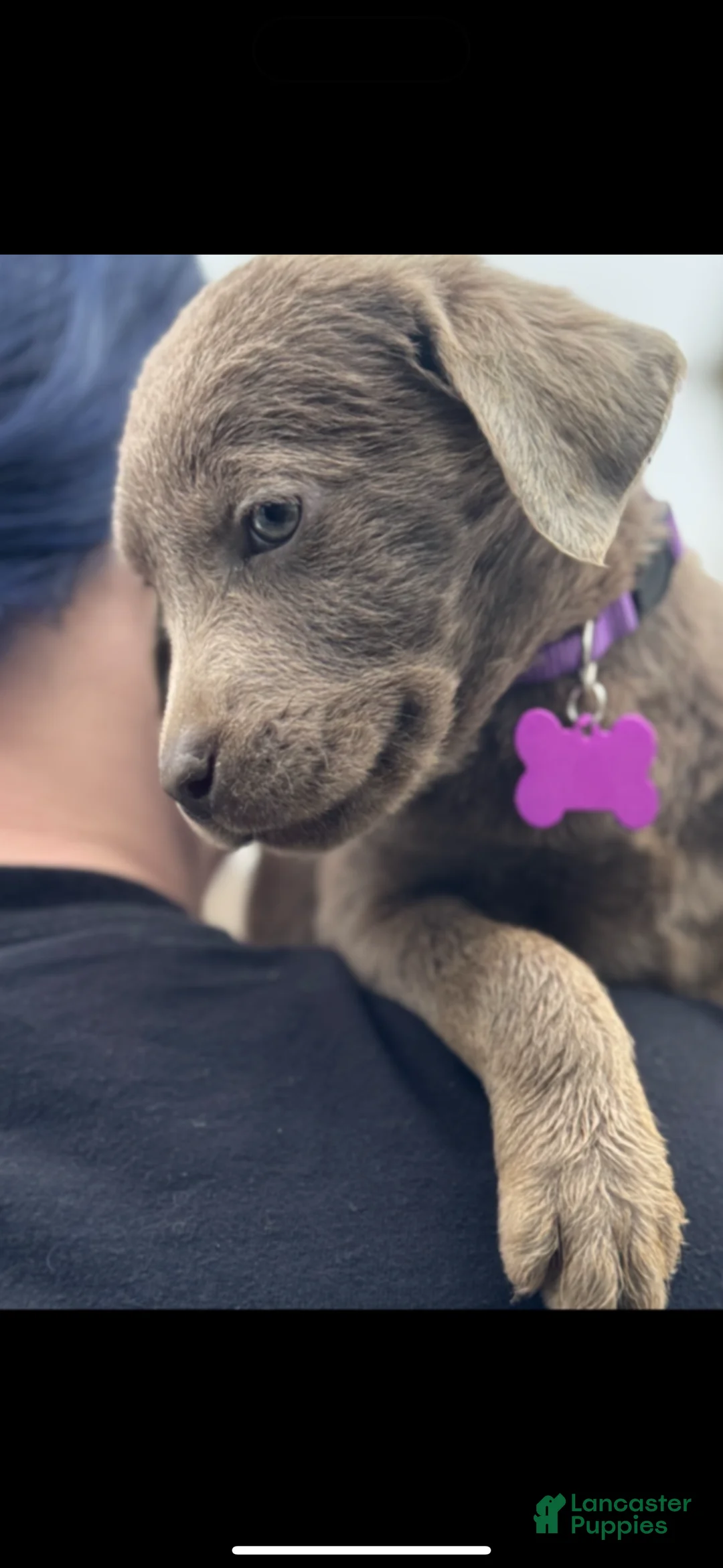 Labrador Retriever dogs for sale: Labrador Retriever Puppy 1 - Ad 10