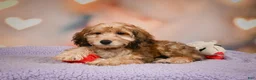 Cavapoo dogs for sale: Penny - Ad 7