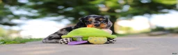 Miniature Dachshund dogs for sale: Kumquat - Ad 9